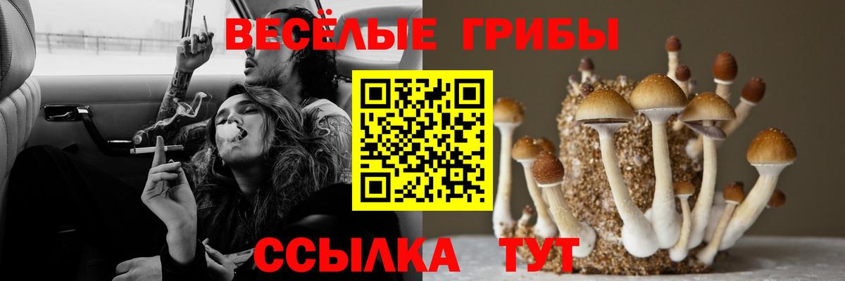 Боровичи  Галлюциногенные грибы прущие грибы  Вход с VPN 